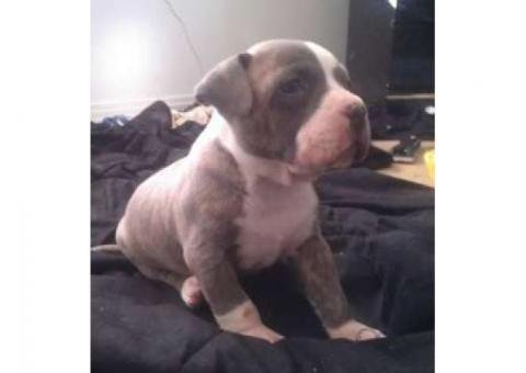 American Bully