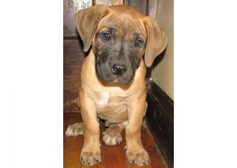 boerbull puppies