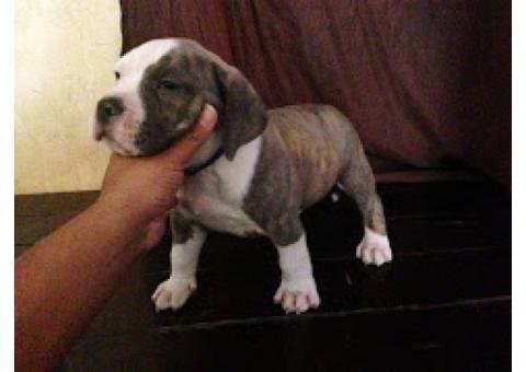 American Bully