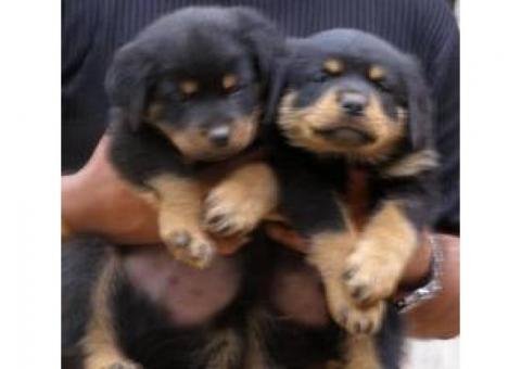 Rottweiler
