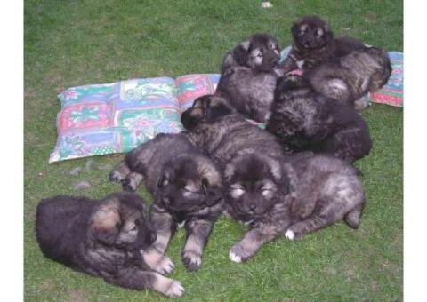 caucasian puppies