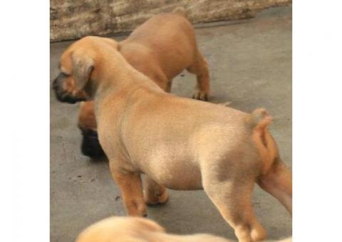 cute boerboel puppies for sale