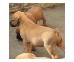 cute boerboel puppies for sale