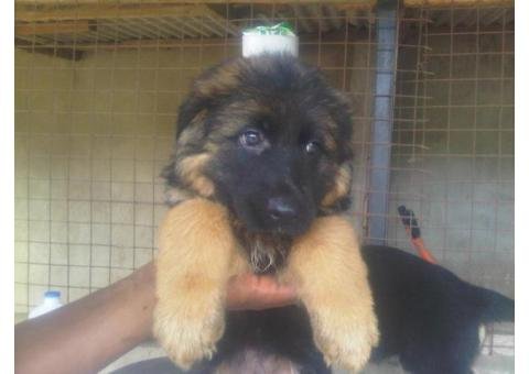 Imported slant german shepherd + Pug + Cane Corso + Labrador