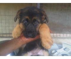 Imported slant german shepherd + Pug + Cane Corso + Labrador