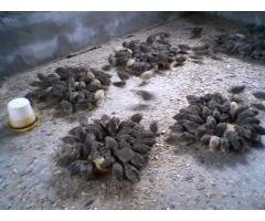 sales of fresh quail eggs and quail birds