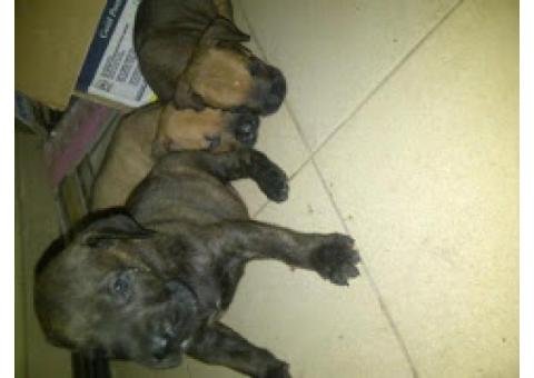 purebreed boerboel puppies