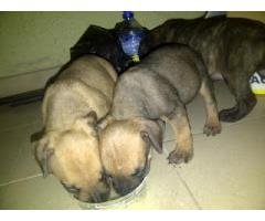 purebreed boerboel puppies