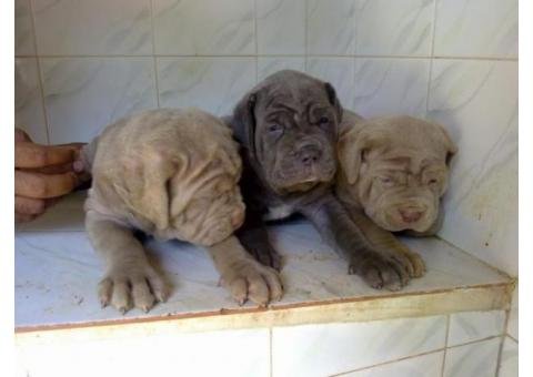 Neapolitan mastiff