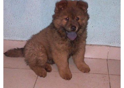 Chowchow puppy for sale @ Doglord Kennels