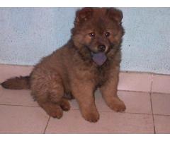 Chowchow puppy for sale @ Doglord Kennels