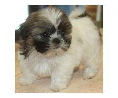 Shih Tzu pup @ Doglord Kennels