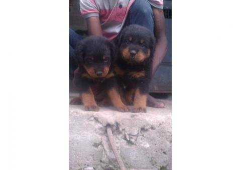 Rottweiler puppies for sale @dogrepublic 