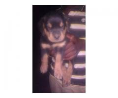 Rottweiler puppies for sale @dogrepublic 