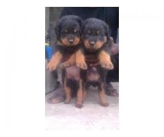 Rottweiler puppies for sale @dogrepublic 