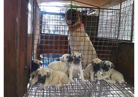 Bull Mastiffs Puppy for sell