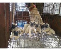 Bull Mastiffs Puppy for sell