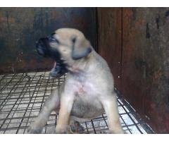 Bull Mastiffs Puppy for sell