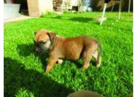 boermastiff pups for sale