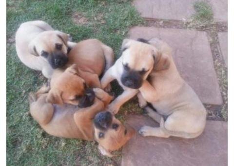 boeboel x bullmastiff