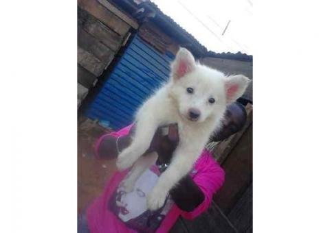 Super samoyed puppies