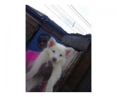 Super samoyed puppies
