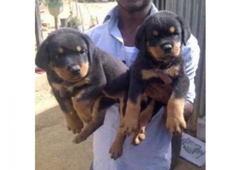 Rottweiler puppies for sale in Nigeria