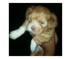 Lhasa apso for sale in Nigeria