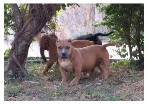 american bully pit bull puppies