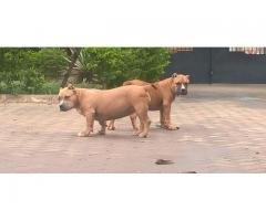 american bully pit bull puppies